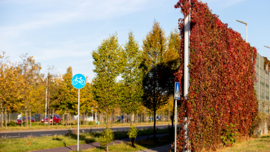 Na zdjeciu: ekran dźwiękoszczelny porośnięty czerwono-brązowo-złotym pnączem, obok widać trawę i drzewa 